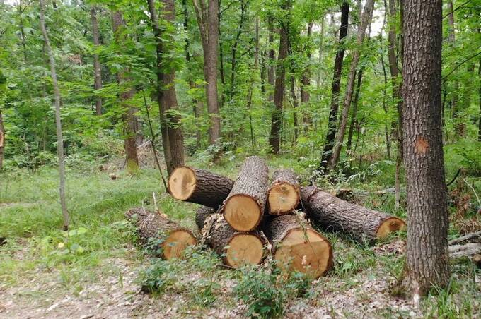 У Вінниці засудили чоловіка за крадіжку та незаконну порубку дубів