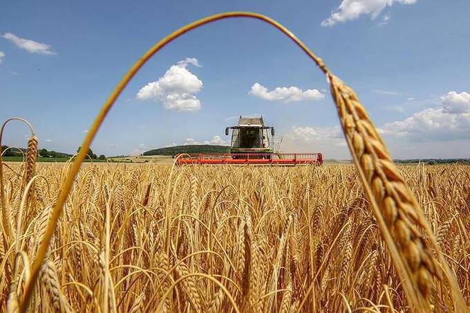 Аграрії Вінниччини намолотили понад 300 тисяч тонн зерна 