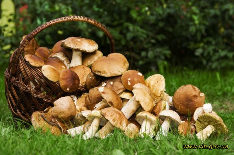 Як вберегтися від отруєння грибами?