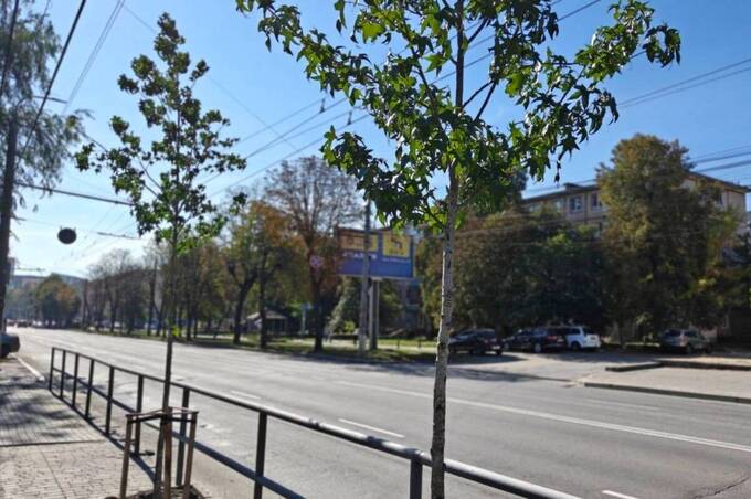 У Вінниці відновлюють зелені насадження: які дерева висаджують