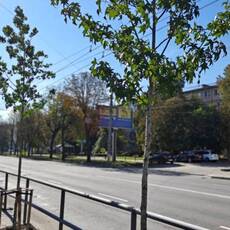 У Вінниці відновлюють зелені насадження: які дерева висаджують