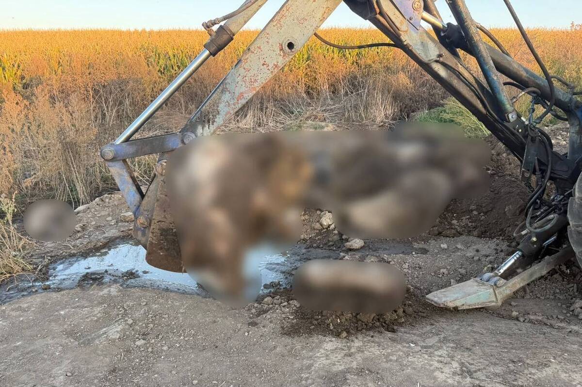 На Вінниччині фермерське господарство підозрюють у захороненні мертвих тварин на полях