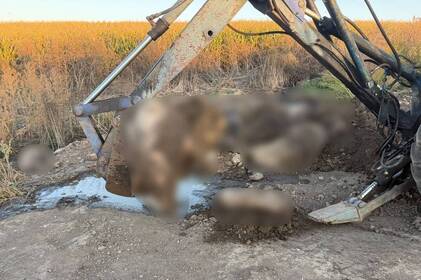 На Вінниччині фермерське господарство підозрюють у захороненні мертвих тварин на полях