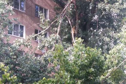 На вул. Пирогова на балкон впало дерево