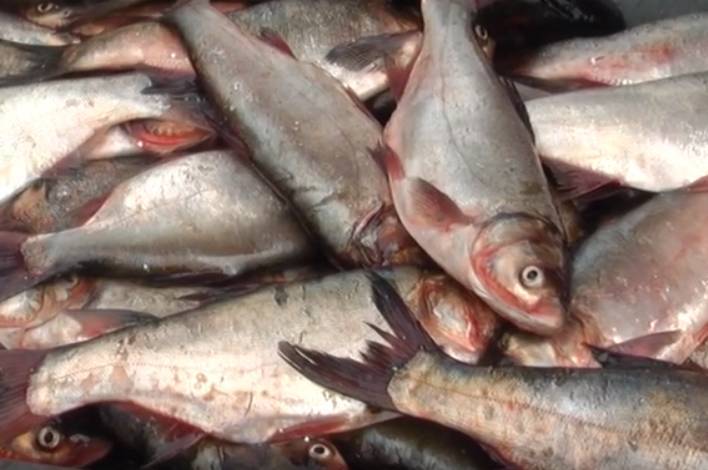 На Вінниччині виявили 430 порушень рибоохоронного законодавства з початку нерестового періоду