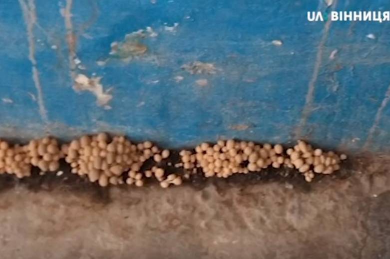 У Вінницькій багатоповерхівці у під’їзді ростуть гриби