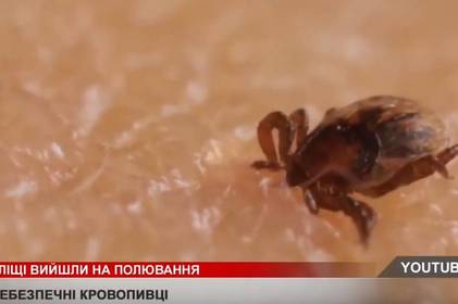 Як захиститися від кліщів і не наразитись на небезпеку після їхнього нападу?
