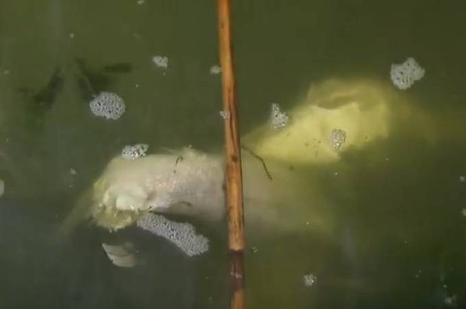 Чому вимирає риба на ставку "Поділля"