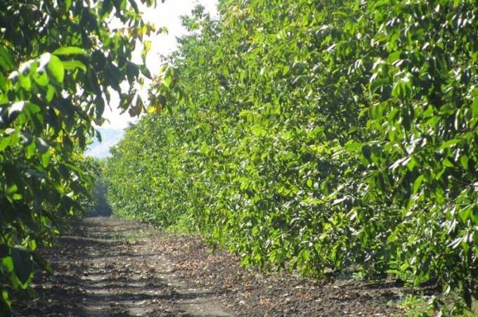 Тисячу гектарів волоських горіхів висадили на Вінниччині

