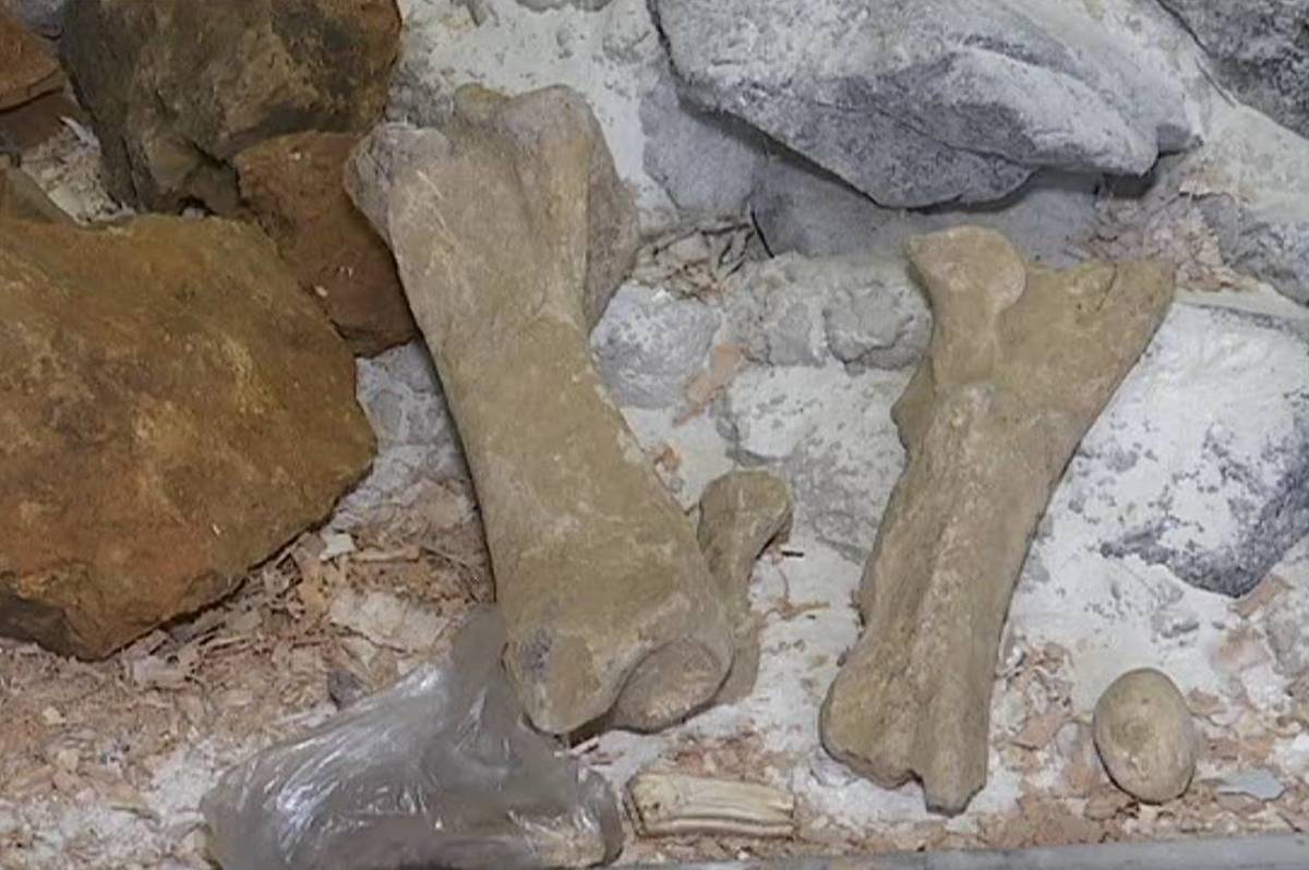 Доісторичного носорога льодовикового періоду відкопали на Вінниччині