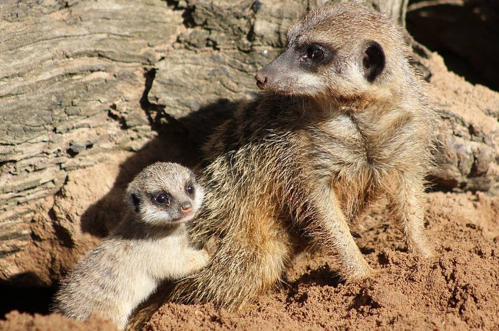 Сурикати, які живуть в Подільському зоопарку, вдруге стали мамою і татком