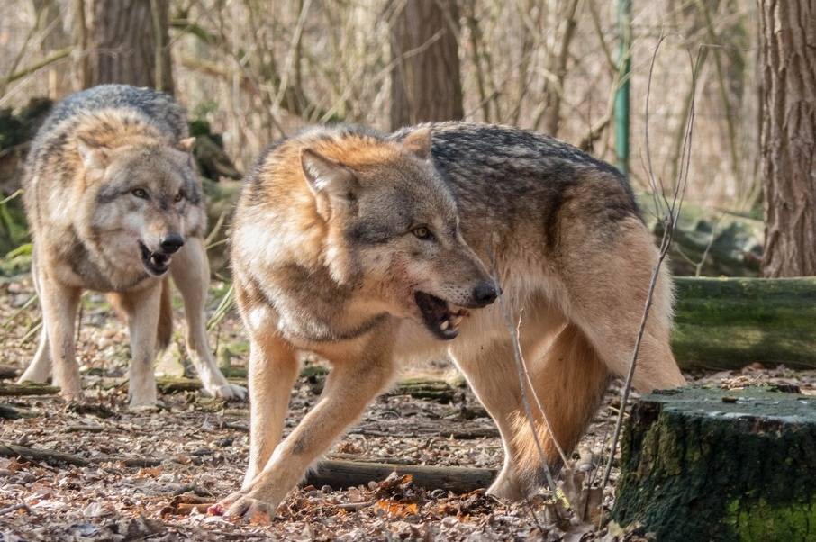На  Вінниччині біля кордону  з Молдовою вовки тероризують мешканців кількох сіл 