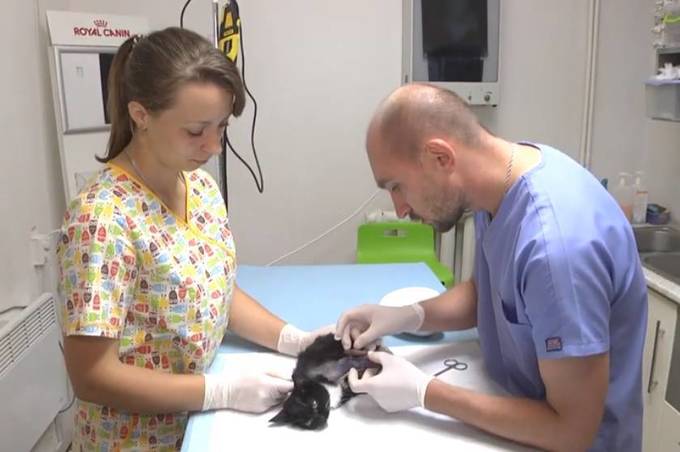Операція «Фрося» - вінничани рятують  кошеня