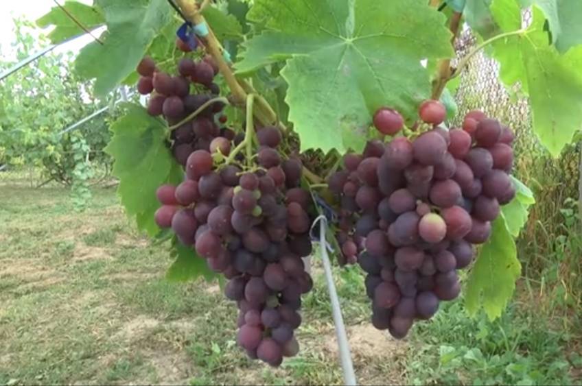 Ягідне хоббі: вінничанин вирощує близько 200 сортів винограду