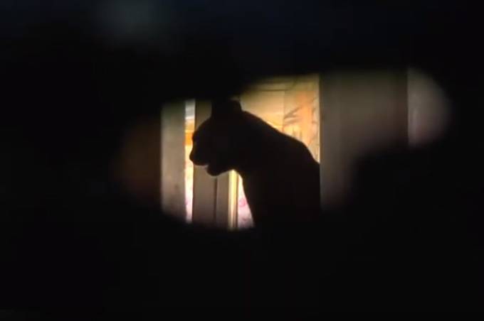 У Вінниці господарі на три тижні зачинили в квартирі кішку: сусіди викликали поліцію та МНС