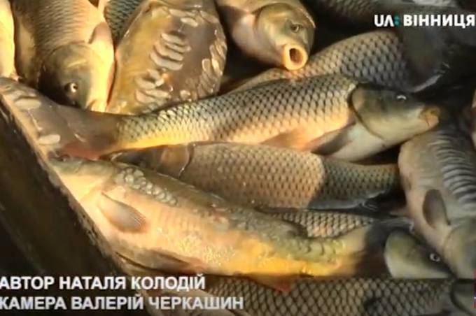 Водойми Вінниччини  зариблюють