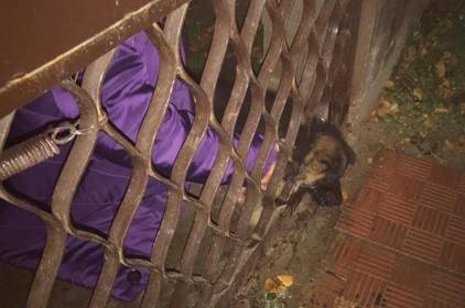 Вінницькі рятувальники діставали песика з металевої пастки