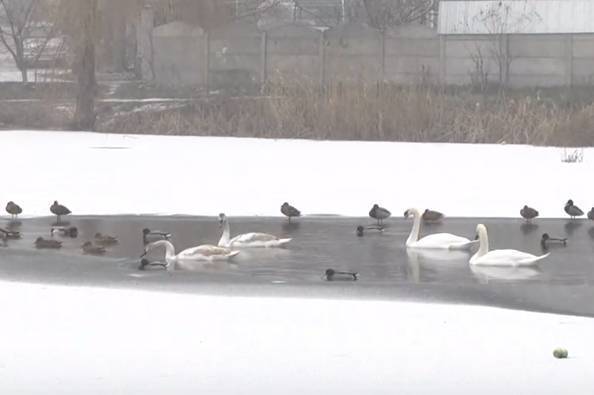 Лебеді не поспішають відлітати з Тяжилівського озера