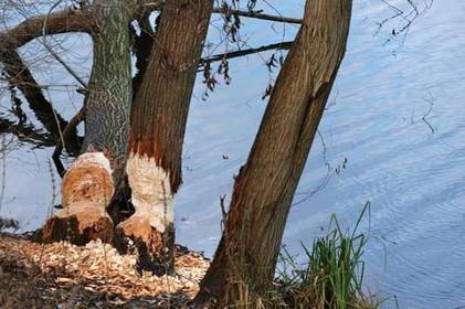 На Вишенському озері бобри "обідають" деревами На Вишенському озері бобри "обідають" деревами