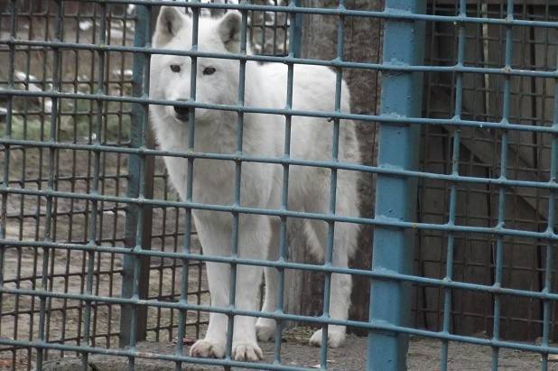 Білі, пухнасті та хижі: полярні вовки обживаються в Подільському зоопарку