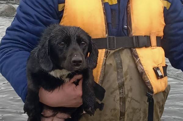 Врятована з острова: на Вінниччині собачка опинилась посеред бурхливої річки