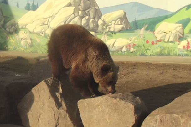 Бурі ведмеді, які живуть у Подільському зоопарку, не впали в сплячку