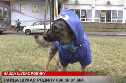 Найда, яку кілька місяців тому збила машина, нині шукає родину Найда, яку кілька місяців тому збила машина, нині шукає родину