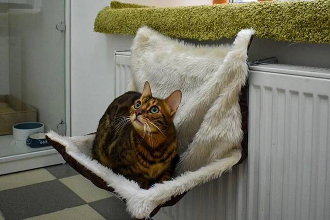 "Аll inclusive"для котів: у Вінниці відкрили апартаменти для домашніх улюбленців