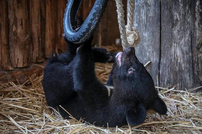«Місячне» ведмежа народилось у Вінниці: в Подільському зоопарку поповнення у родині гімалайських ведмедів