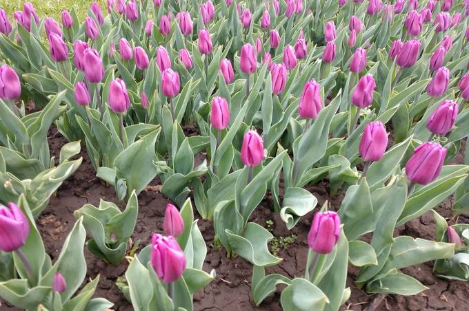 Нідерландські тюльпани відкрили у Вінниці квітковий сезон