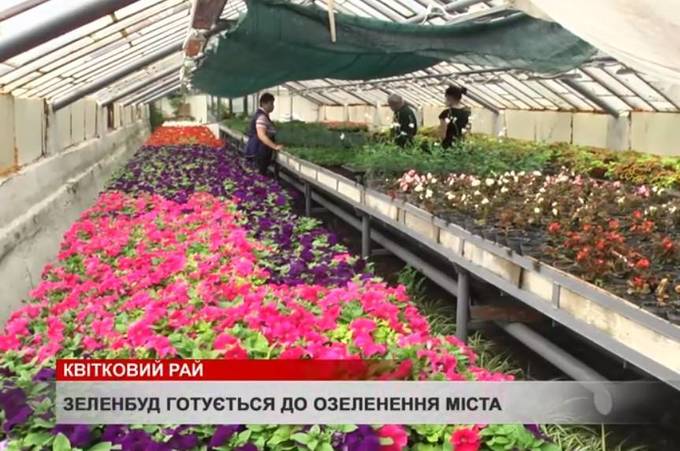 "Зеленбуд" готує місту "букет" із сотні тисяч квітів 