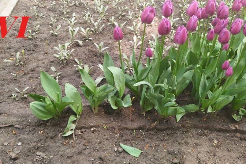 Недорахувались: кілометрова алея з голландських тюльпанів порідшала