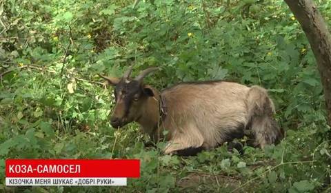 На П'ятничанах у погребі вінничан поселилась коза
