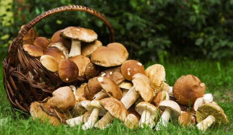 Як вберегтися від отруєння грибами?