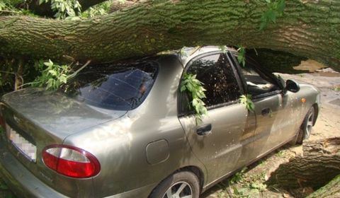 На вул. 600-річчя дерево впало на дві автівки