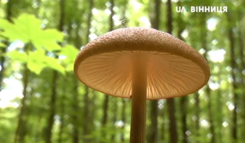З початку сезону грибами отруїлось 27 вінничан