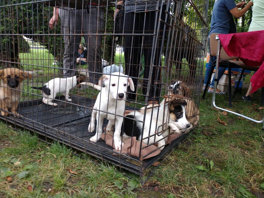 Під час «Хвіст-фесту» у Вінниці прилаштували три десятки безпритульних тварин
