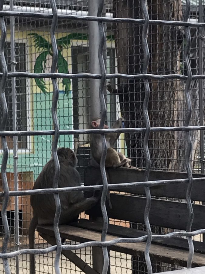 Мавпячий дитсадок — у Подільському зоопарку