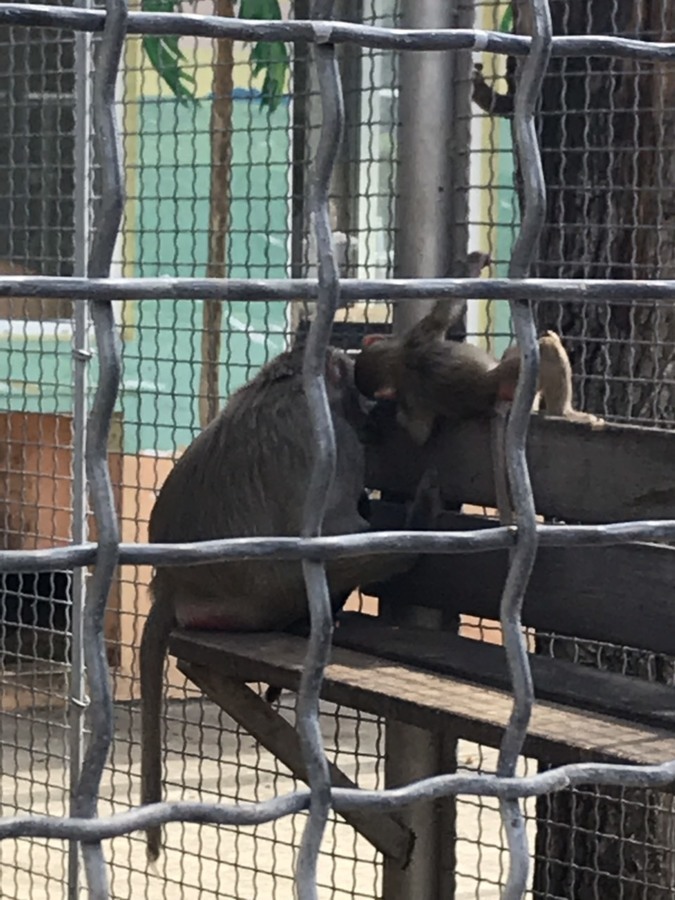 Мавпячий дитсадок — у Подільському зоопарку
