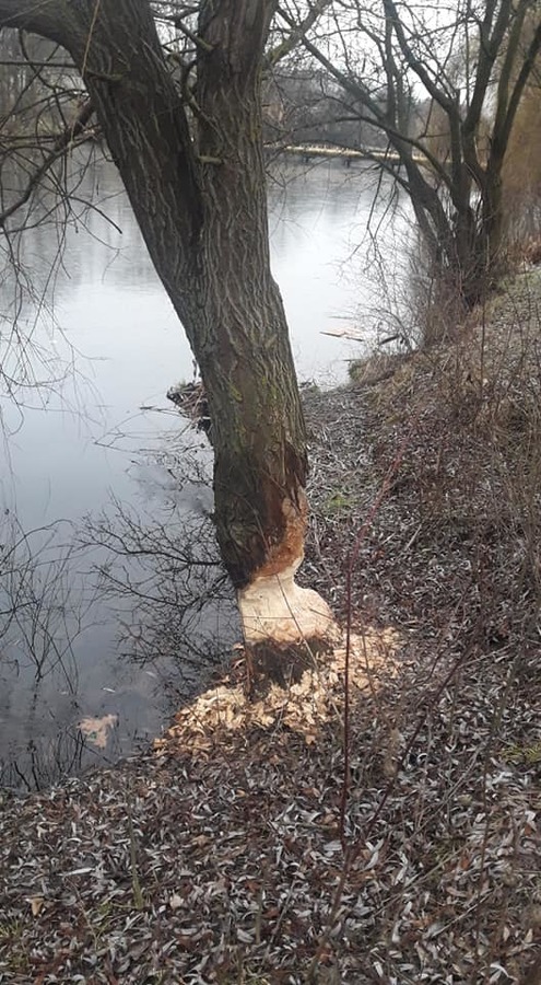 На Вишенському озері бобри "обідають" деревами