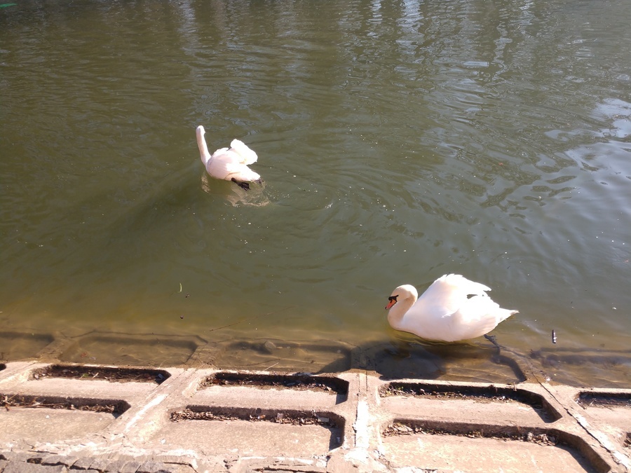 У Вінниці пара лебедів повернулись на власне озеро