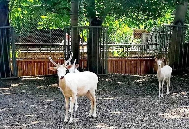 У Подільському зоопарку з'явились рідкісні білі лані