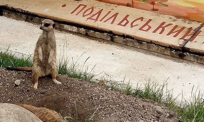 Вінницький зоопарк онлайн