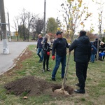 Вінницькі перевізники висадили платани в «офісі просто неба»