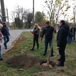 Вінницькі перевізники висадили платани в «офісі просто неба»