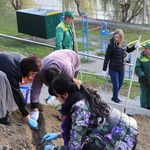 На вулиці Волошковій висадили 1 000 тюльпанів