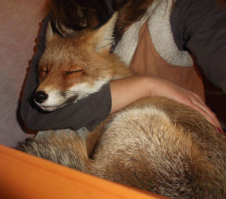 питание лисы. мартын лисогон (вороний праздник). есть ли лиса мясо. есть ли лиса мясо. лисы питаются.