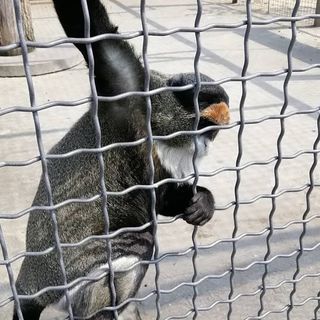 Червонокнижні мешканці Подільського зоопарку знайшли опікунів